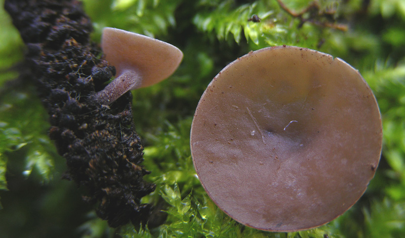 Rutstroemia sp.